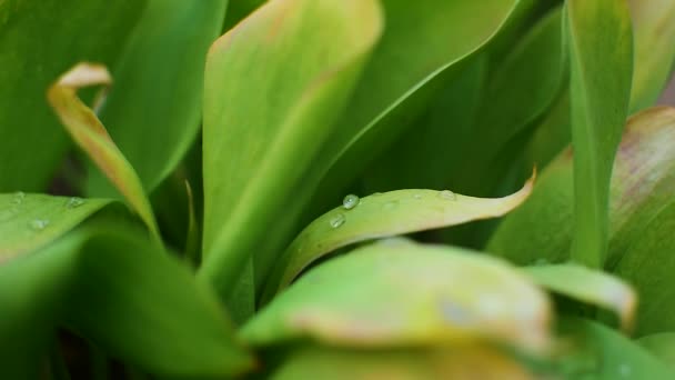 Macro Shot Foglie Verdi Con Gocce Acqua Rugiada Sopra Pioggia — Video Stock