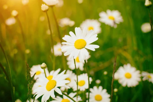 Chamomile field flowers border. Beautiful nature scene with blooming medical chamomilles in sun flare. — Stock Photo, Image