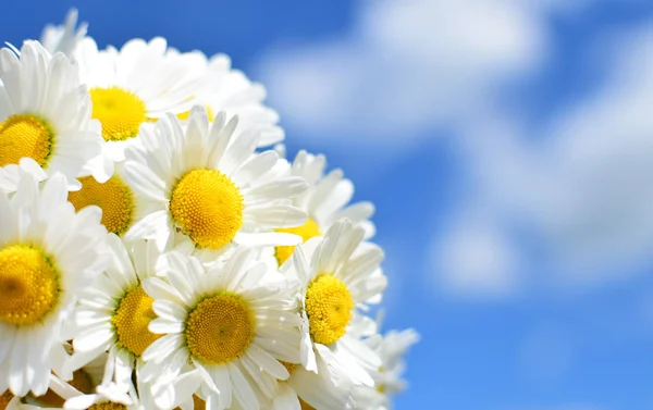Gäng vita daisy blommor på blå himmel bakgrund närbild. Våren daisy blommor tapet. — Stockfoto