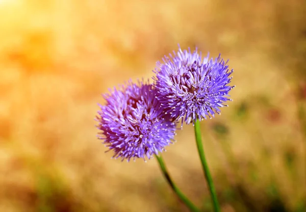 Detalhe da flor de alho no jardim de verão com raios de sol . — Fotografia de Stock