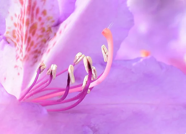 Makro szczegół pestil wewnątrz kwiatu. — Zdjęcie stockowe