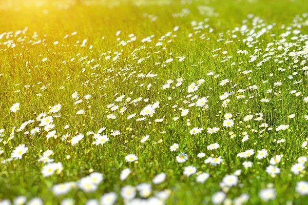Beautiful wild daisies in the rays of the sun rays — Stock Photo, Image
