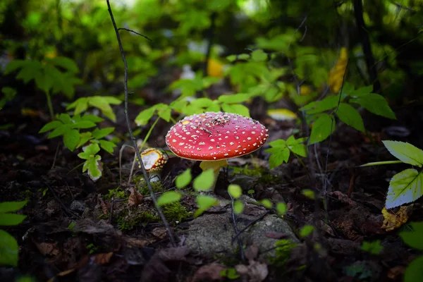 Detalhe de perto de um Fly Agaric na floresta — Fotografia de Stock