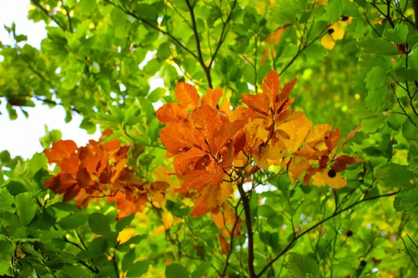 Olhando para cima em direção às folhas na faia árvore . — Fotografia de Stock