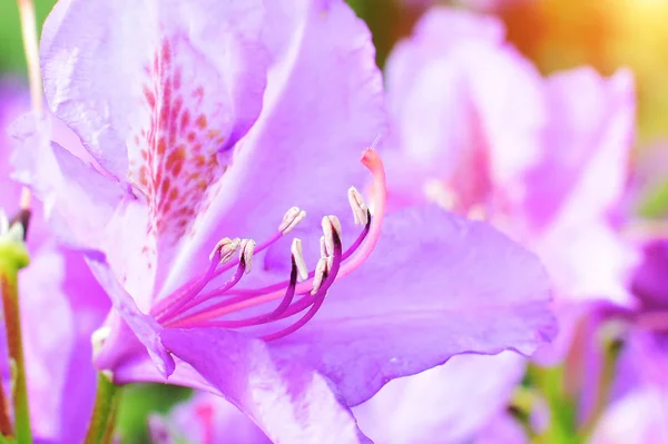 Bir çiçeğin içindeki pestilin makro detayı. — Stok fotoğraf