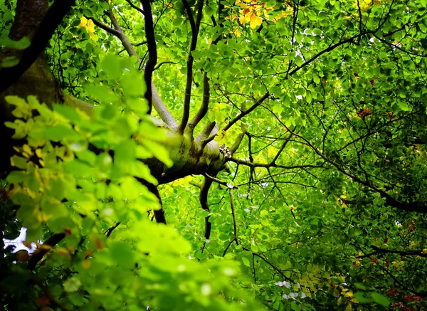 ブナの木の葉に向かって上を見る. — ストック写真