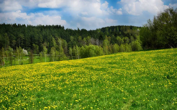 Primavera flores de dente de leão no prado. Lindas paisagens . — Fotografia de Stock