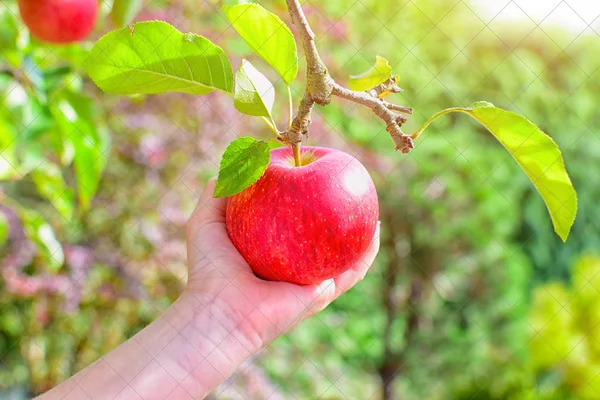 Little child hand with apple on apple tree. — Stock Photo, Image