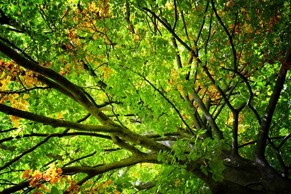 Omhoog kijken naar bladeren op beuken boom. — Stockfoto