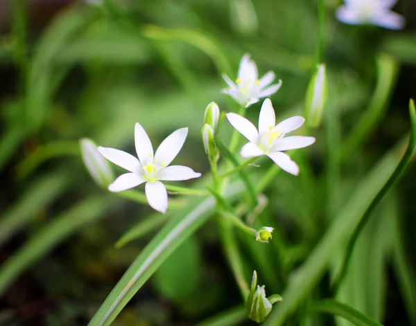 Detalhe de flores brancas no jardim de verão — Fotografia de Stock