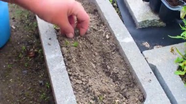 Tanınmayan bir kadın ellerini kullanarak bahçede ot ları söküyor. Orta atış.