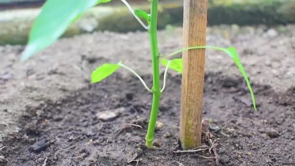 Páprica Amarela Perto Crescendo Planta Uma Estufa — Vídeo de Stock