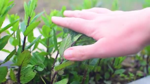 Hand Berührt Minzpflanze Sommergarten — Stockvideo