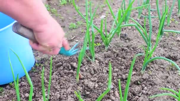 Mulher Irreconhecível Arrancando Ervas Daninhas Jardim Usando Mãos Tiro Médio — Vídeo de Stock