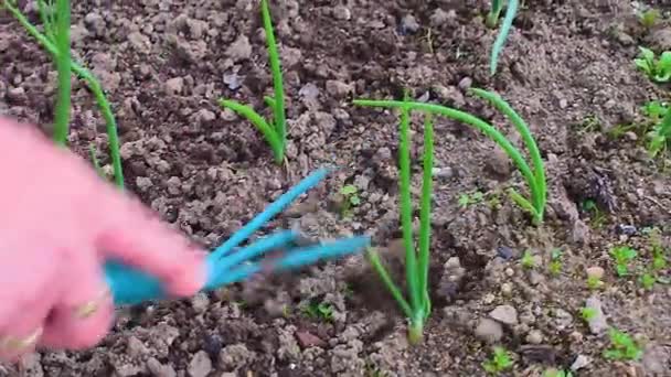 Onherkenbaar Vrouw Die Onkruid Een Tuin Met Behulp Van Haar — Stockvideo