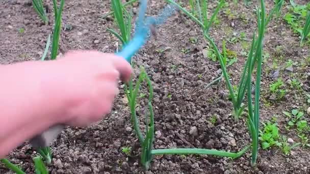 Tanınmayan Bir Kadın Ellerini Kullanarak Bahçede Ları Söküyor Orta Atış — Stok video