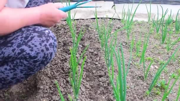 Nerozpoznatelná Žena Rozřezávala Plevel Zahradě Pomocí Jejích Rukou Střední Záběr — Stock video