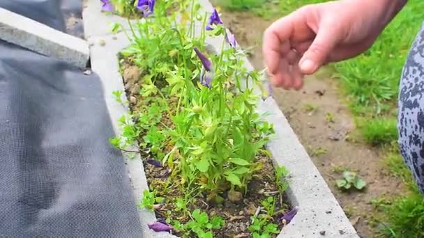 Donna Irriconoscibile Che Strappa Erbacce Giardino Con Mani Colpo Medio — Video Stock