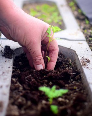 Bahçıvanlar eller arka bahçesinde çiçek dikim