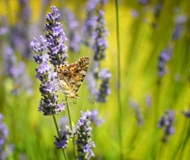 Lavanta çiçekleri üzerinde kelebek. Çiçek alanı arka planının yakın çekim.