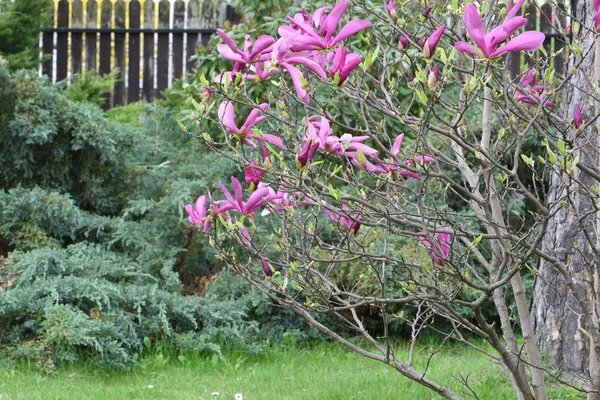 Magnolia Fleurs Dans Jardin Printemps — Photo