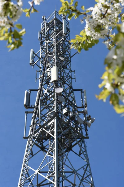 Torre Telecomunicações Árvore Florescente Com Flores Brancas — Fotografia de Stock