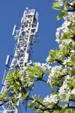 Telekomünikasyon Kulesi ve beyaz çiçekler açan ağaç 