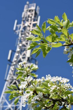 Telekomünikasyon Kulesi ve beyaz çiçekler açan ağaç 