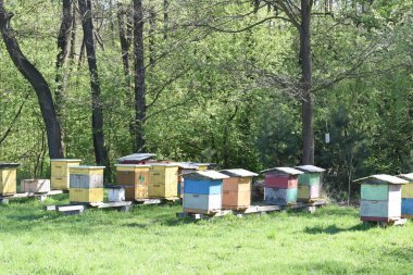 Çayır bahar üzerinde kırsal ahşap kuş yuvaları