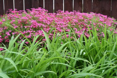 Çim ve çiçek ahşap çit arka bahçesinde üzerinde
