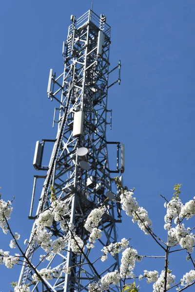 Telekommunikationen Står Hög Och Blommande Träd Med Vita Blommor — Stockfoto