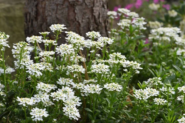 Arabis Caucasica Blommor Trädgården Våren — Stockfoto