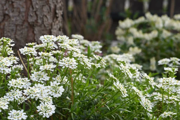 Arabis Caucasica Blommor Trädgården Våren — Stockfoto