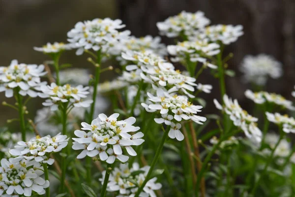 Arabis Caucasica Blommor Trädgården Våren — Stockfoto