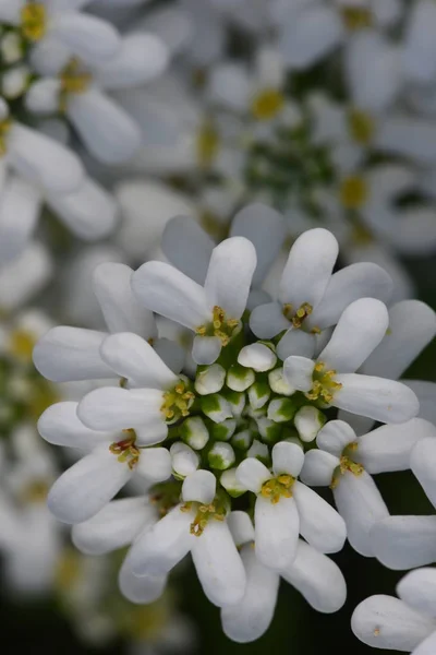 Witte Arabis Caucasica Bloemen Closeup — Stockfoto