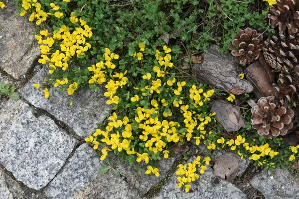 Ogrodowy Chodnik Kwitnących Kwiatów Betonowa Zbliżenie — Zdjęcie stockowe
