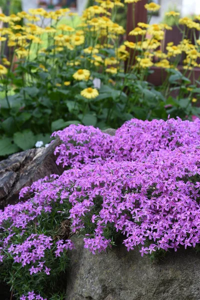 Frühlingsblumen Steingarten — Stockfoto