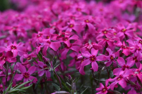 Phlox Subulata Strisciante Fiori Primaverili — Foto Stock