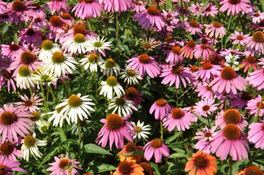 Bahçedeki renkli çiçek.