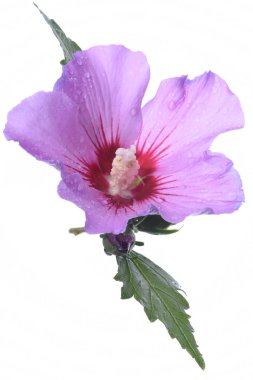 Hibiscus çiçek beyaz zemin üzerine 