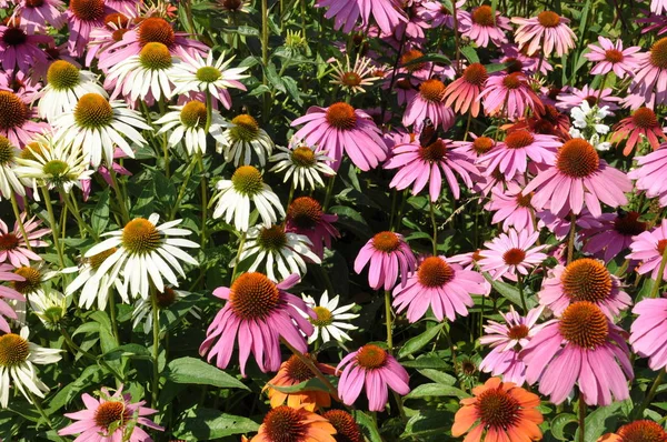 Kolorowy Kwiat Ogrodzie — Zdjęcie stockowe