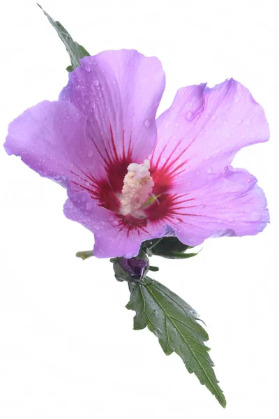 Hibiscus Floare Fundal Alb — Fotografie, imagine de stoc