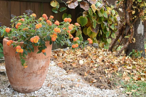 Fall Autumn Flowerpot Flowers Garden — Stock Photo, Image
