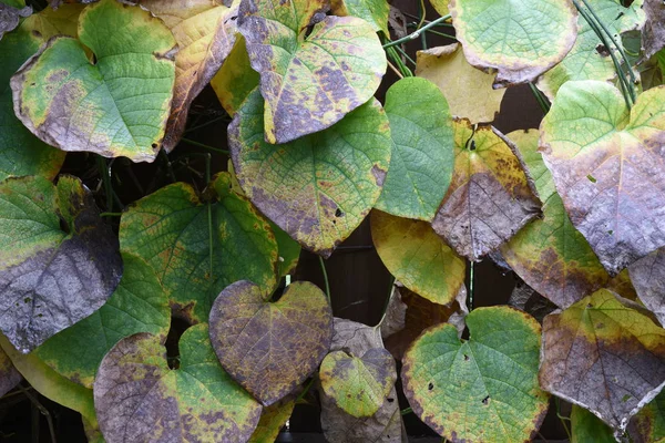 Осенние Листья Саду — стоковое фото