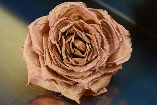 Tête Rose Séchée Sur Fond Métallique Gros Plan — Photo