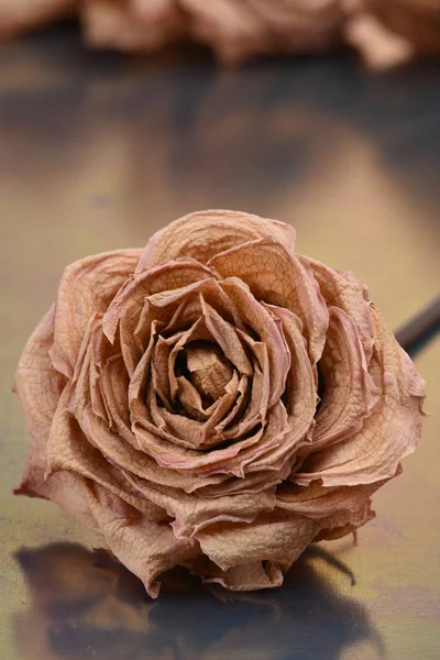 Bourgeon Rose Séché Sur Surface Métallique — Photo