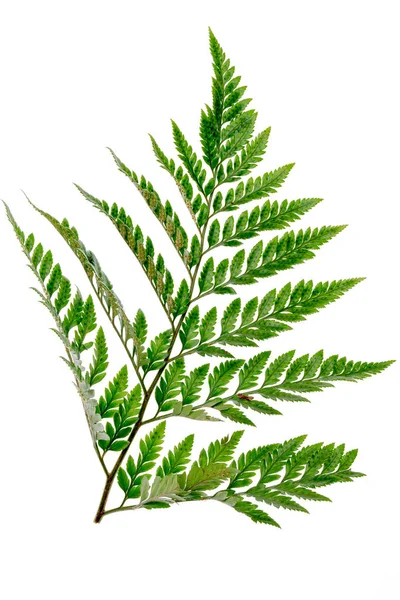 Fern Leaf Isolated White Background — Stock Photo, Image