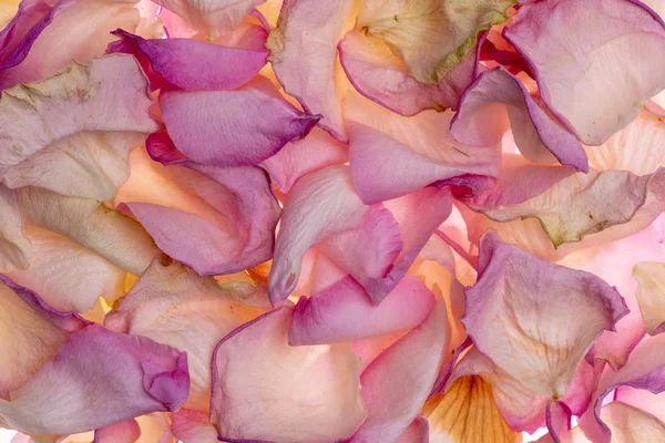 Dried rose petals background texture