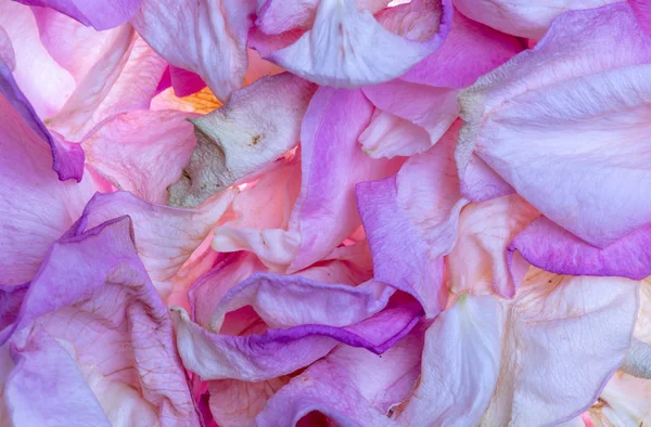 Getrocknete Rosenblätter Hintergrund — Stockfoto
