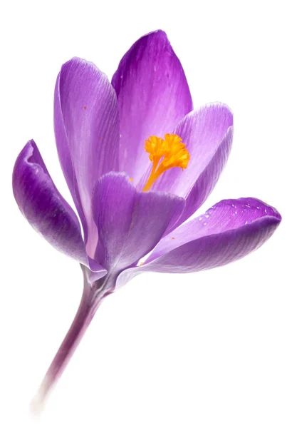 Crocus Flower Isolated White Background — Stock Photo, Image